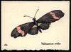 Heliconius erato: Butterfly (2003)